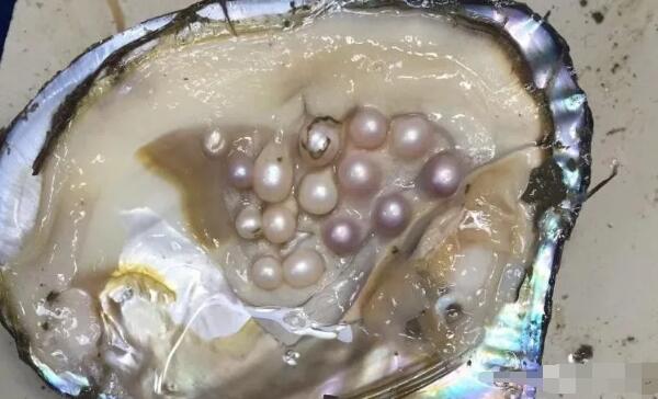 一个带珠河蚌进价仅17块钱 直播杀蚌取珠轻松日赚300+