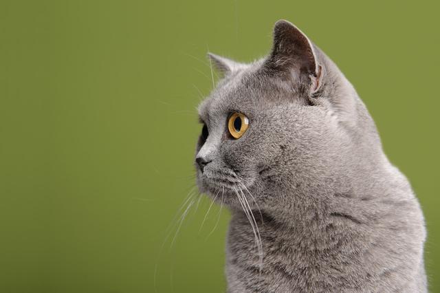 一本万利的买卖:我业余养猫赚了10倍的钱,聊聊副业做猫舍该怎么赚钱